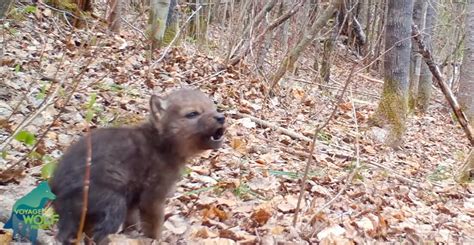 Awwww: A Compilation Of Wolf Pups Learning To Howl - borninspace