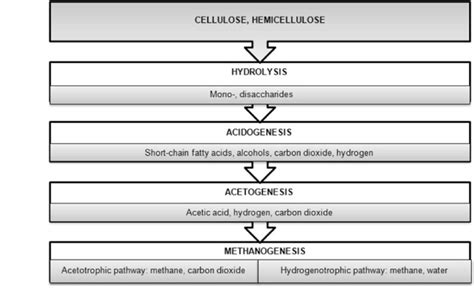 Schematic overview of biogas production process from cellulose and... | Download Scientific Diagram