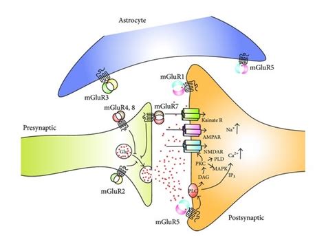 Schematic representation of ionotropic and metabotropic glutamate ...