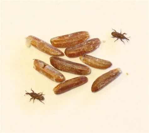 Rice Weevil: Identification, Life Cycle, Damage, Treatment, FAQs