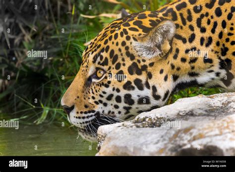 Jaguar Hunting Stock Photo - Alamy