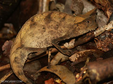 Brookesia superciliaris chameleon in leaf litter