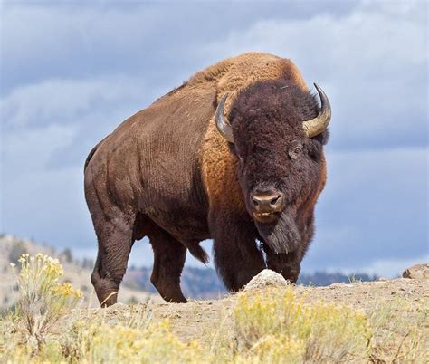 American bison | Buffalo animal, American bison, American animals