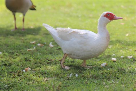 12 of the Most Versatile Duck Breeds to Fill Your Homestead - Garden ...