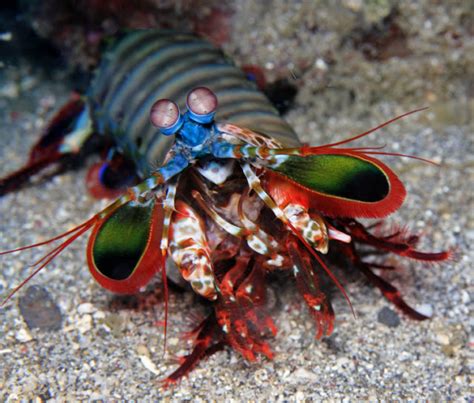 The Dangerous Elusive and Powerful Mantis Shrimp Crustacean