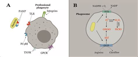 (A) During infection, pathogen-associated molecular patterns (PAMPs ...