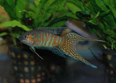 Paradise Gourami – Nilufar