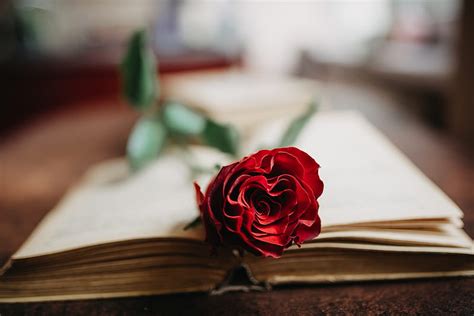 Rose, flower, petals, book, aesthetics, HD wallpaper | Peakpx