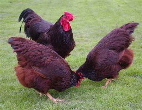 Rhode Island Red For Sale | Chickens | Breed Information | Omlet