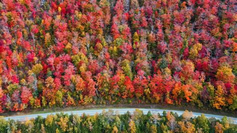 Fall foliage tracker: Discover maps and where the most brilliant colors are right now | United ...