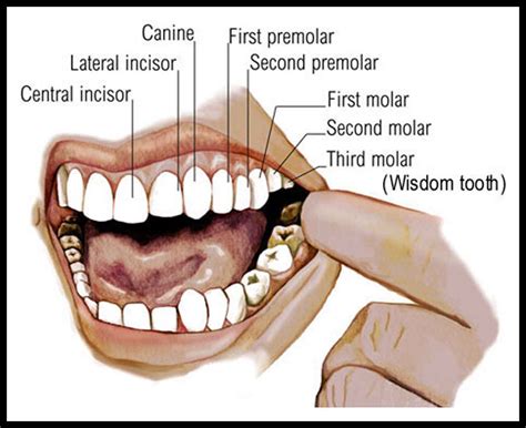 Mouth Teeth Diagram with Label - coordstudenti