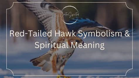 Red-Tailed Hawk Symbolism & Spiritual Meaning