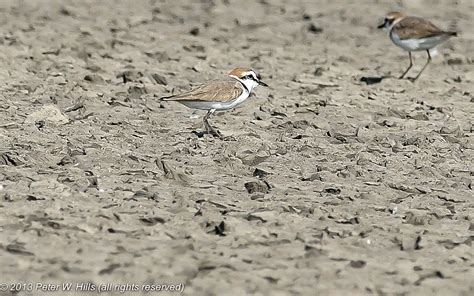 Plover Kentish (Charadrius alexandrinus) male non-breeding - India - World Bird Photos