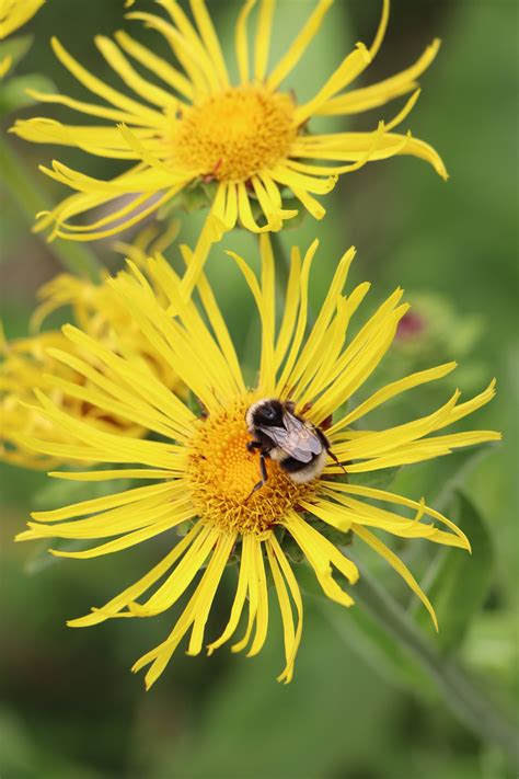 Elecampane | Grow Wilder