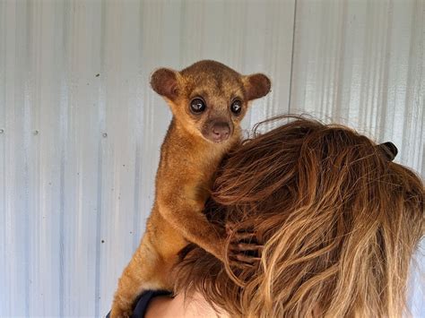 Raising a pet Kinkajou | A Complete Care Guide including housing and ...