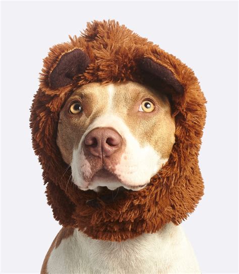 Dog With Brown Faux Fur Headband · Free Stock Photo