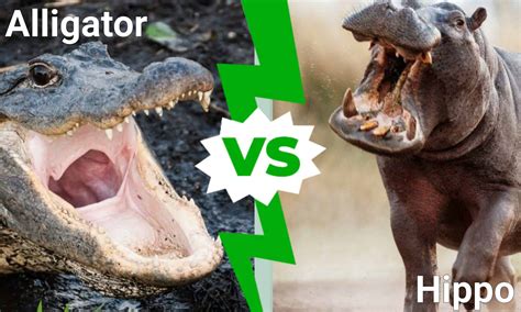 Alligator vs Hippo: Who Would Win in a Fight? - A-Z Animals