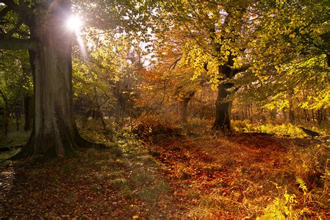 Autumn Woodland Nov 2013 | Lakes4life | Flickr