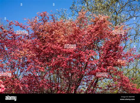 Red spring acer leaves hi-res stock photography and images - Alamy