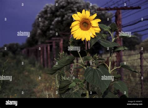 Sunflower on the Russia China border in Siberia Stock Photo - Alamy