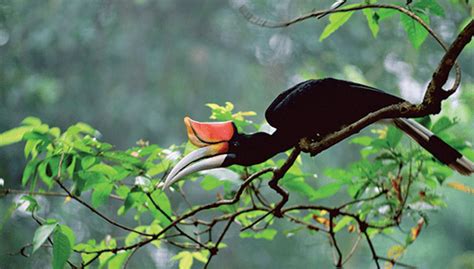 Borneo-Hornbill-Sarawak | Adventure Destinations