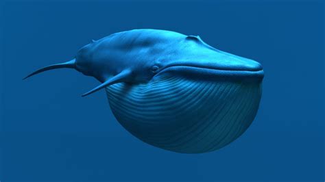 Buy Blue Whale 3D Model Online | Massimorighi.com