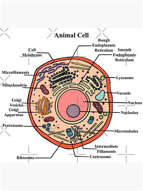 "Labeled Animal Cell Diagram" Poster for Sale by BundaBear | Redbubble