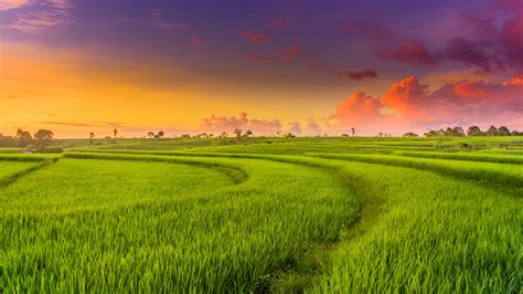 Countryside Paddy Fields 4K Wallpapers | HD Wallpapers | ID #28374