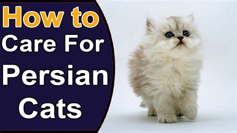 How To Care For Persian Cats | Things to Know About Persian Cats ...