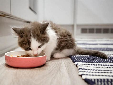 What will happen if my 2 month cat eats 1 year cat food?