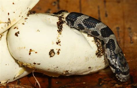 All of Nature: Fox Snake Eggs Hatching