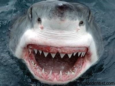 Shark Teeth are Caries Protected