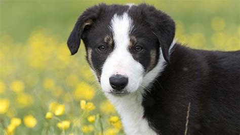 100 most popular sheepdog names revealed - Farmers Weekly