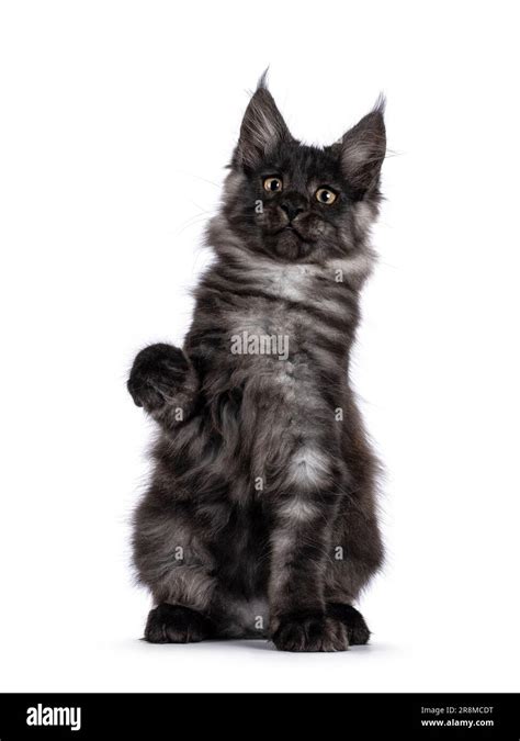 Adorable impresive black smoke Maine Coon cat kitten, sitting up facing ...