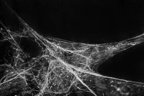 Spider Web Or Cobweb Background Stock Image - Image: 41016067