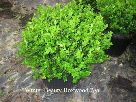 korean boxwood varieties | Winter Beauty 12-15" B&B $13.50 No | Winter ...