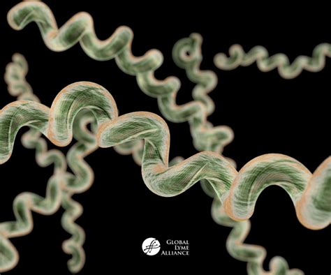 Spirochetes Symptoms