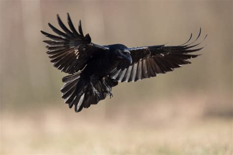 Raven Flying Images – Browse 759 Stock Photos, Vectors, and Video ...