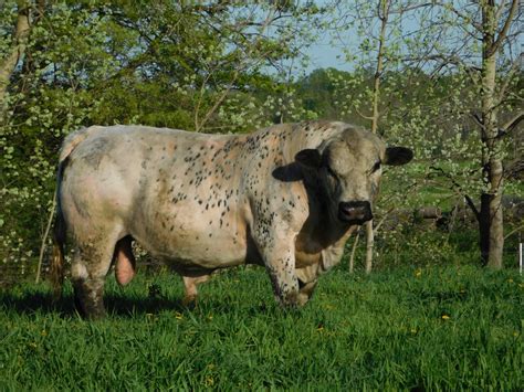 British White Cattle for Sale | Rolling Hills Cattle Co. | British ...