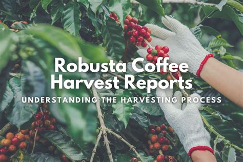 Robusta Coffee Harvest Reports: Understanding the Harvesting Process - Helena Coffee Vietnam