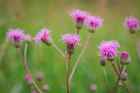 Canada Thistle - Minneopa Orchards