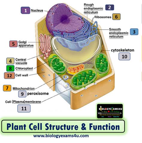 Plant Cell structure and Function