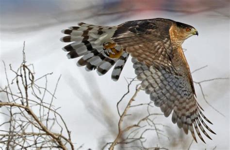 Hawks Birds Of Prey - realityfasr