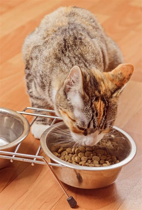 Best Cat Food Brands - The Happy Cat Site