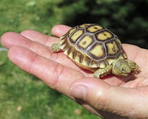 Keeping the African Spurred Tortoise - Reptiles Magazine