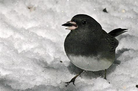 Help the National Audubon Society count birds this Christmas | Great Lakes Echo