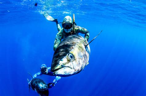 panama spearfishing tuna trip – Spearfishing Panama