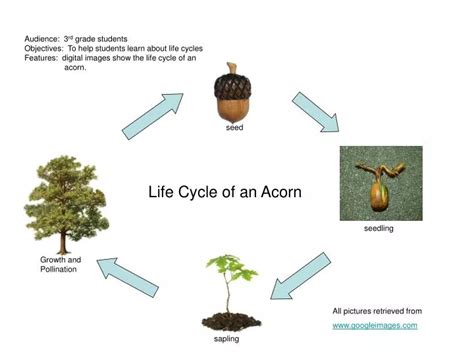 PPT - Life Cycle of an Acorn PowerPoint Presentation, free download ...