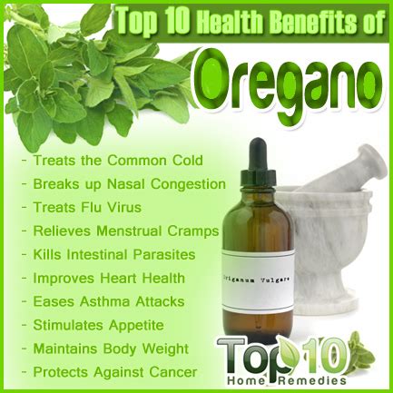 Top 10 Health Benefits of Oregano | Top 10 Home Remedies