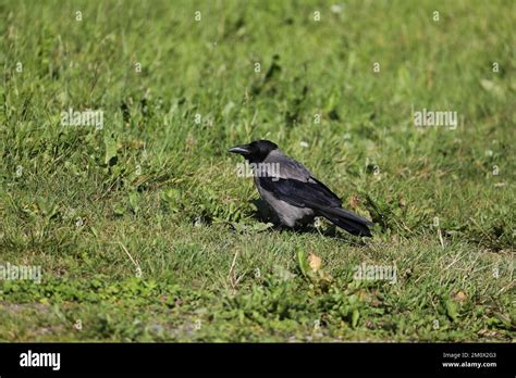 Hooded crow, Corvus cornix, Family Corvidae, Lofoten Islands Stock ...